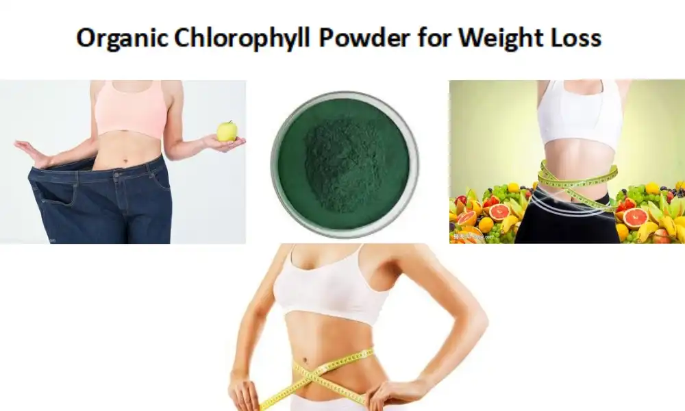 Organic Chlorophyll Powder for Weight Loss